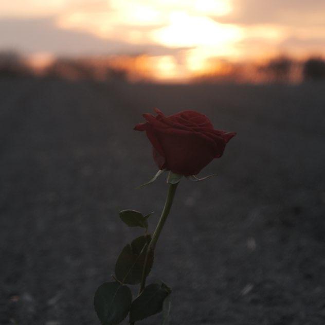 Květiny feat. Tomas Evol